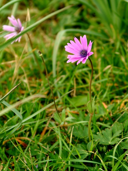 Anemone apennina e Anemone hortensis